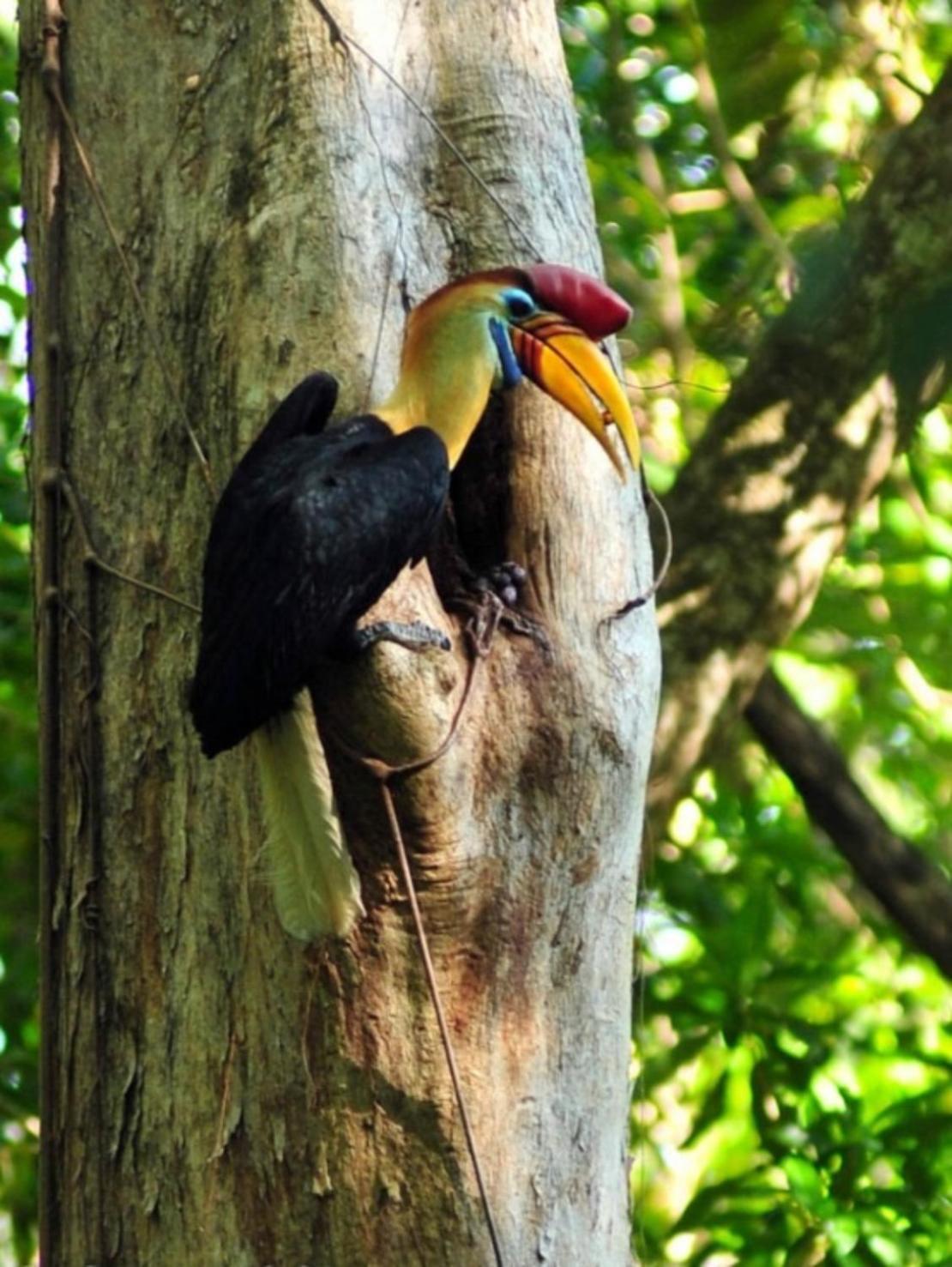 Tangkoko Macaca Hotel Rinondoran Екстериор снимка