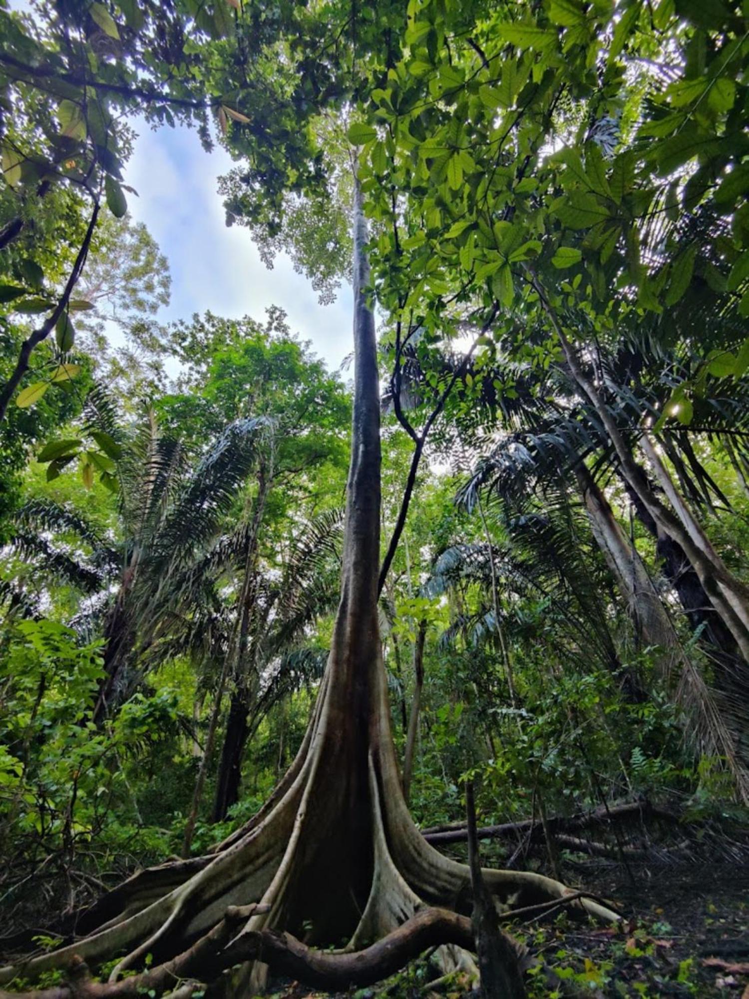 Tangkoko Macaca Hotel Rinondoran Екстериор снимка