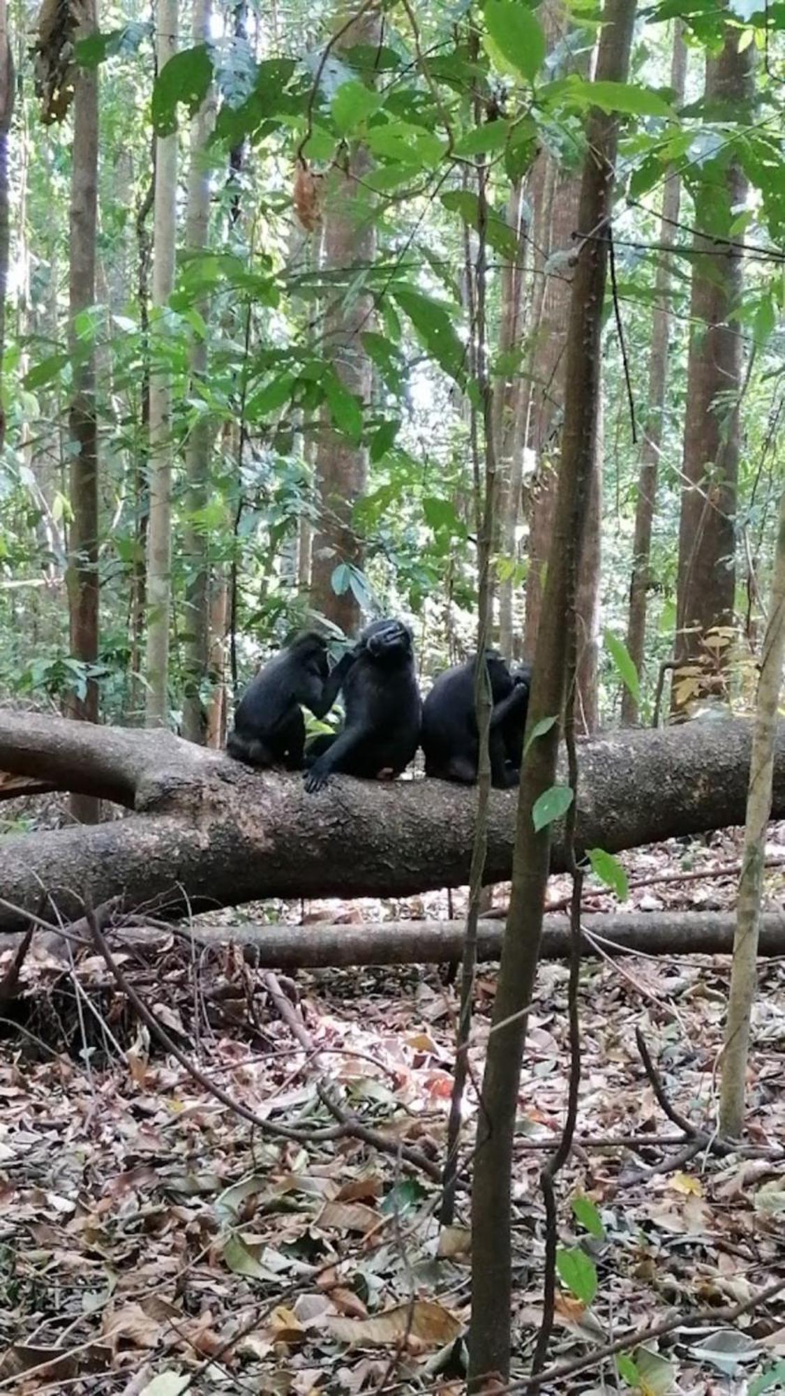 Tangkoko Macaca Hotel Rinondoran Екстериор снимка